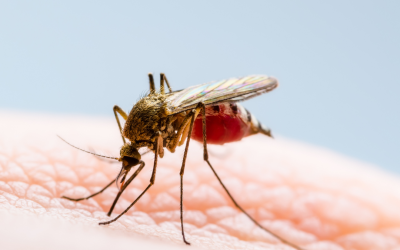 Medicamento inovador para malária é incorporado ao SUS pelo Ministério da Saúde